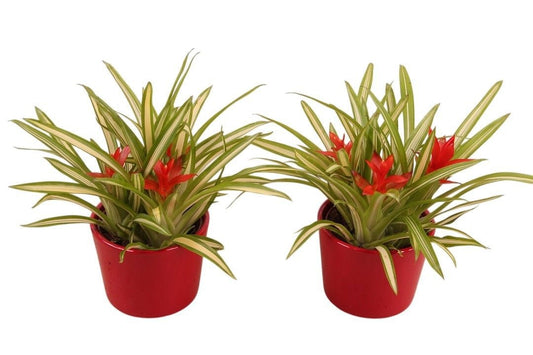 arr. Bromelia 30cm 12cm Pot
