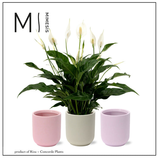 Spathiphyllum Sweet Curiosa 55cm 13cm Pot