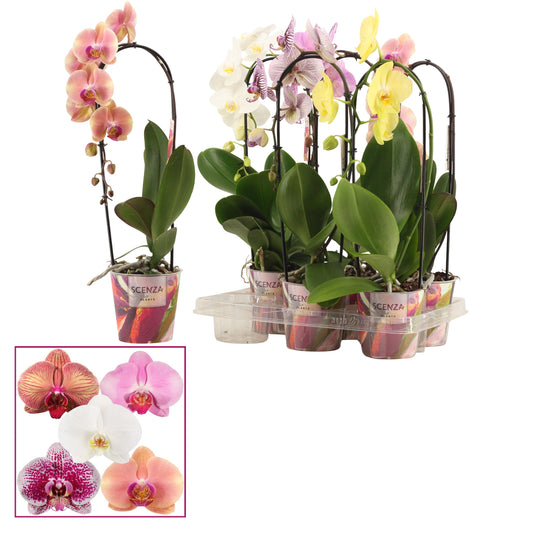 Phalaenopsis mix 45cm 12cm Pot