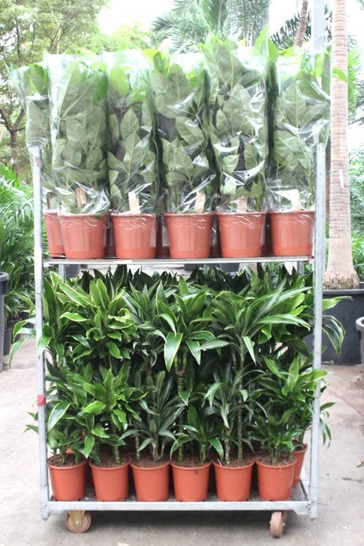 Foliage houseplants mix 110cm 999cm Pot