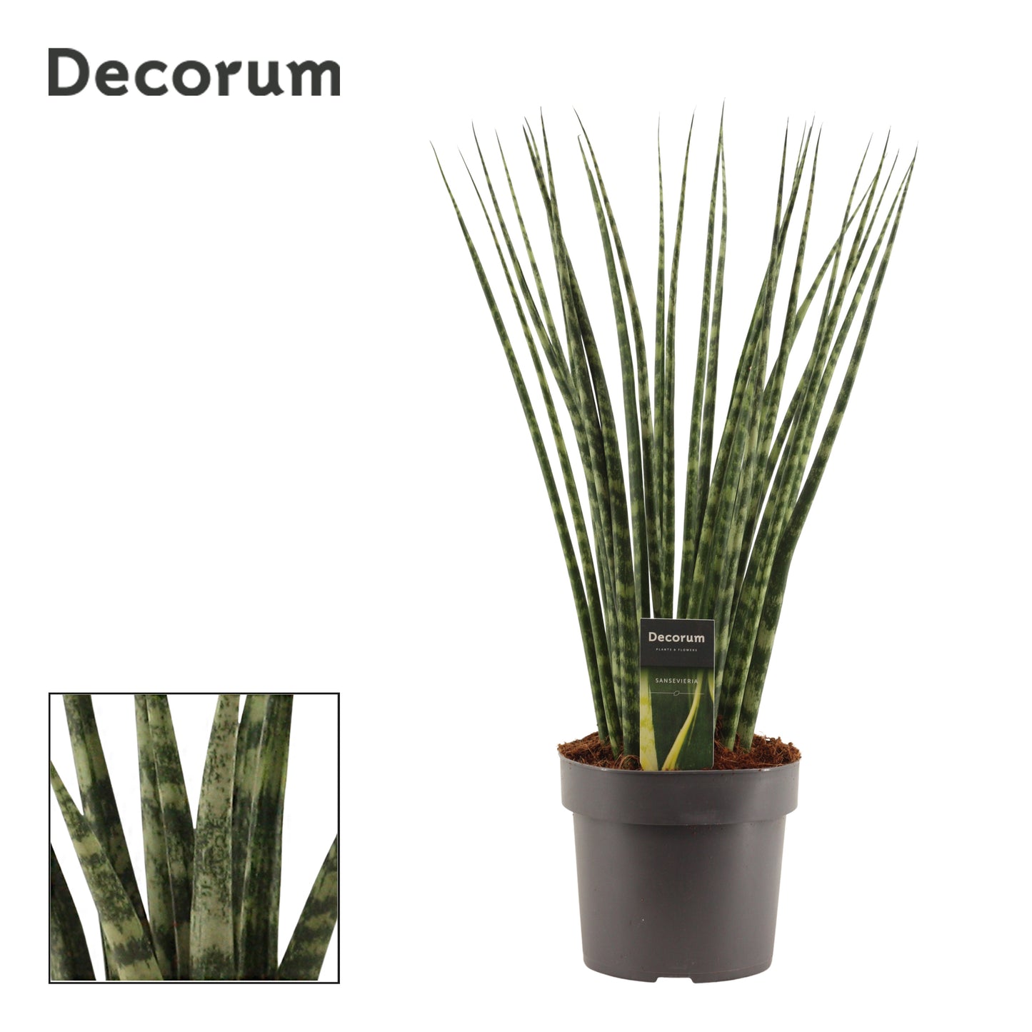 Sansevieria Fernwood 55cm 17cm Pot