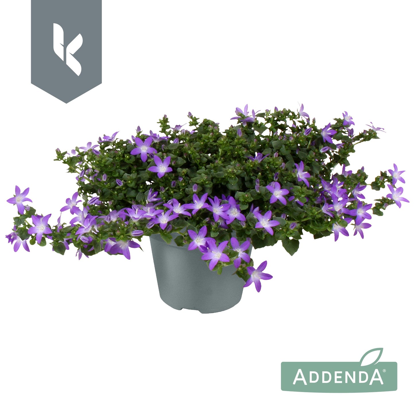 Campanula Adansa purple 25cm 15cm Pot