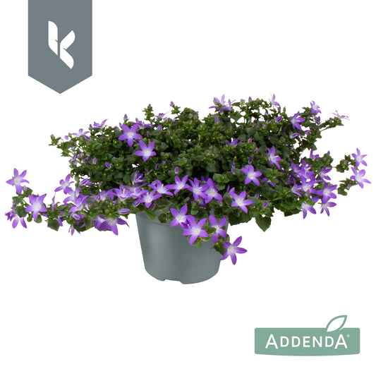Campanula Adansa purple 25cm 15cm Pot