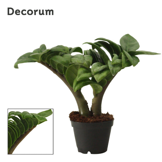 Duijn-Hove BV, kwekerij Zamioculcas Zenzi Pack of 14