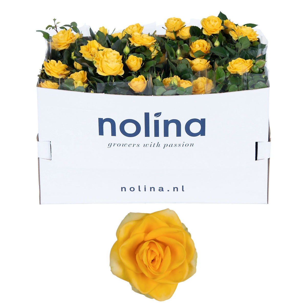 Rosa yellow 36cm 13cm Pot