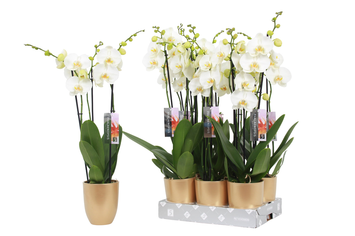 Phalaenopsis white 60cm 12cm Pot