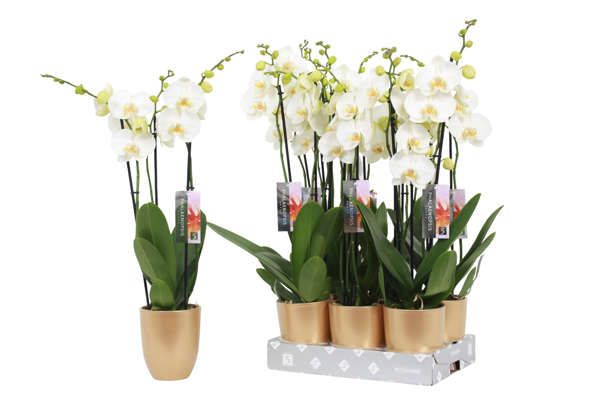 Phalaenopsis white 60cm 12cm Pot