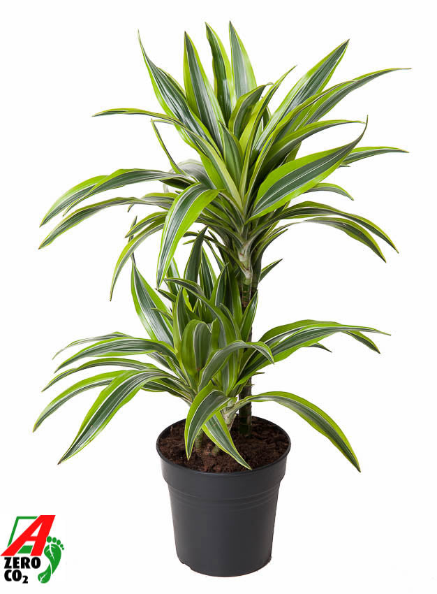 Dracaena fragrans Lemon Lime 60cm 19cm Pot