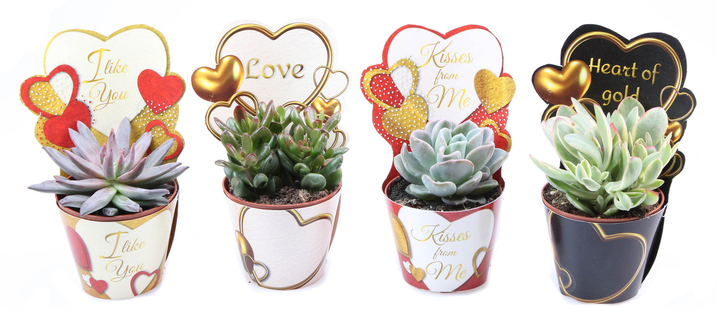 Potcover love mix succulent mix 10cm Special Pot (508)