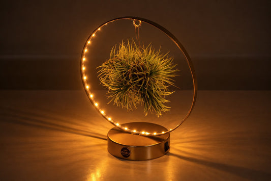 Tillandsia ionantha 23cm 11cm Pot