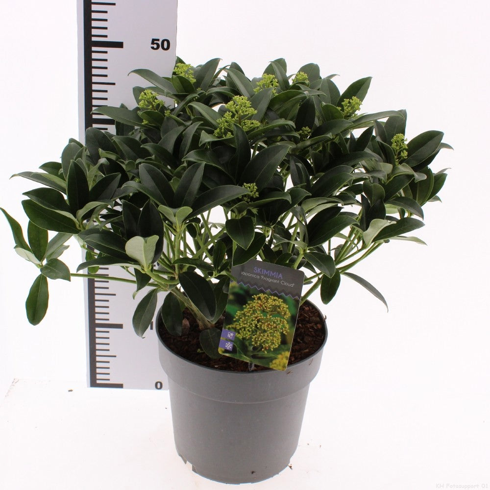 Snepvangers Tuinplanten Skimmia japonica Fragrant Cloud Pack of 1