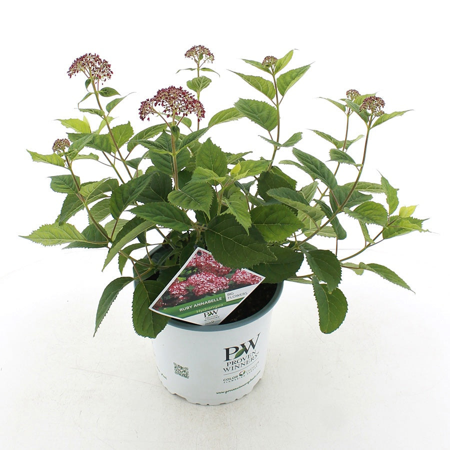 Jong Plant BV, De Hydrangea Annabelle Pack of 1