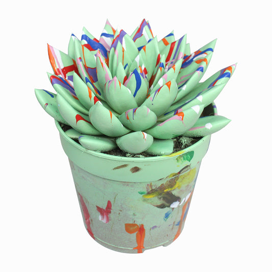 Echeveria colored Splash pastel green 15cm 12cm Pot