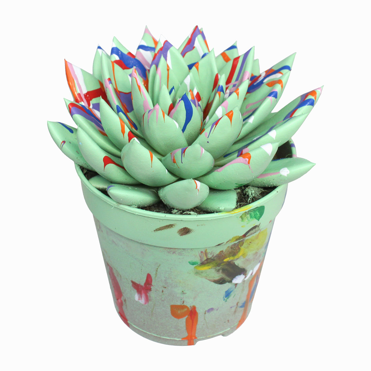 Echeveria colored Splash pastel green 15cm 12cm Pot
