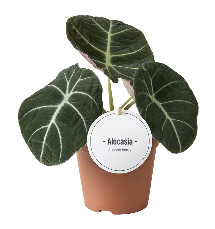 Alocasia Black Velvet 25cm 12cm Pot