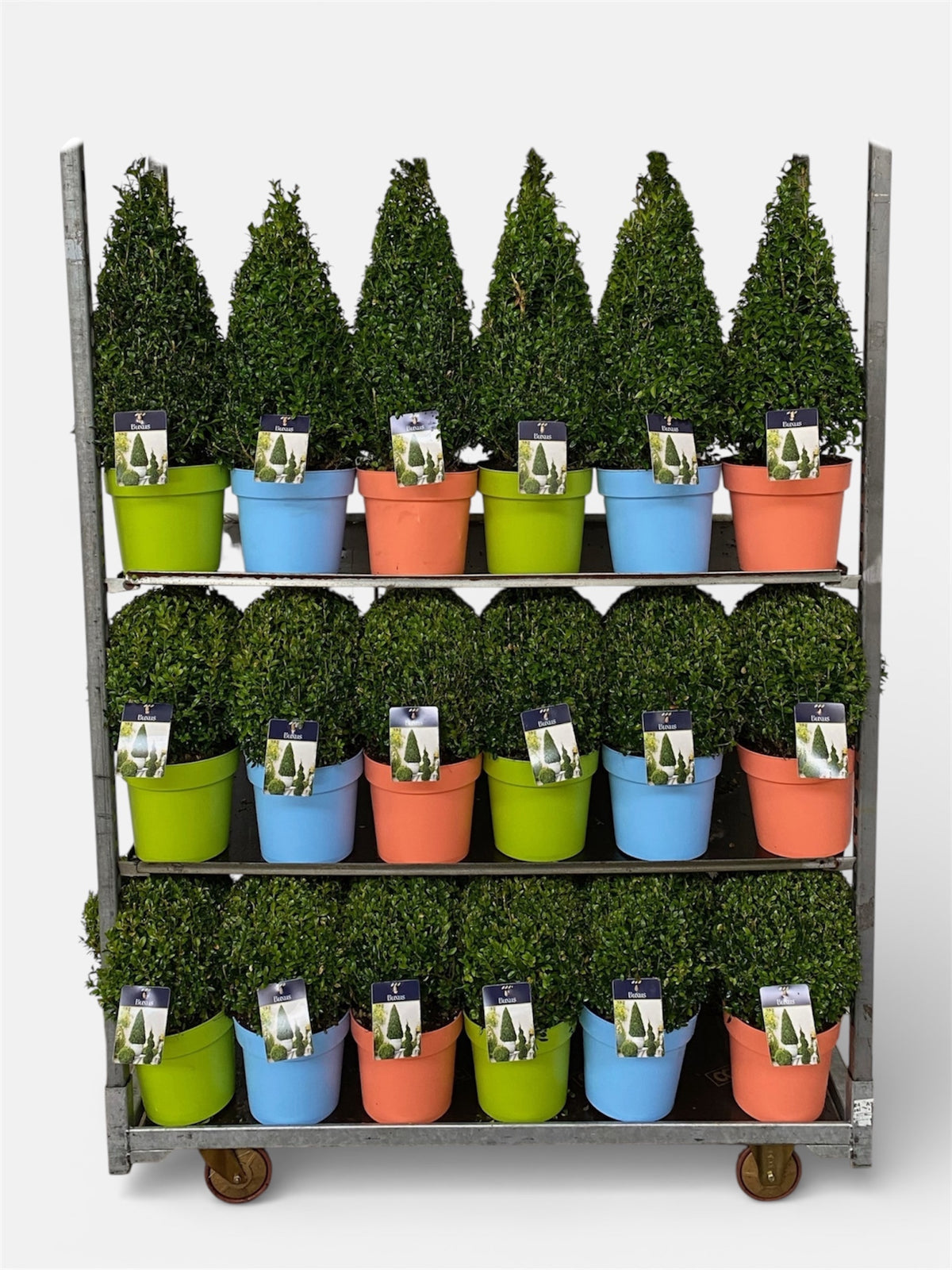Buxus sempervirens ball 998cm 22cm Pot