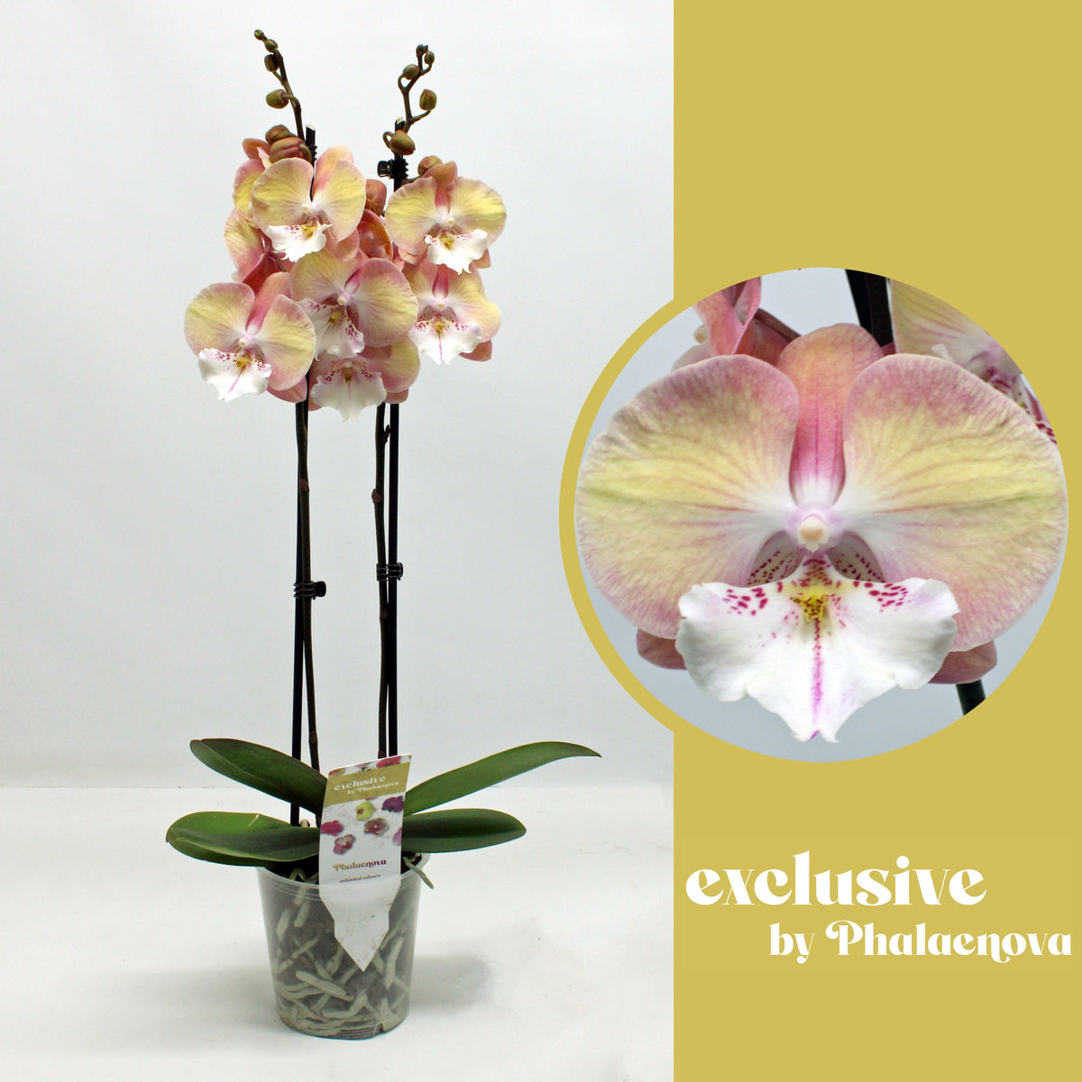 Phalaenopsis orange 60cm 12cm Pot