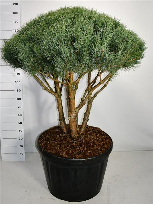 Pinus sylvestris Watereri 180cm 80cm Pot