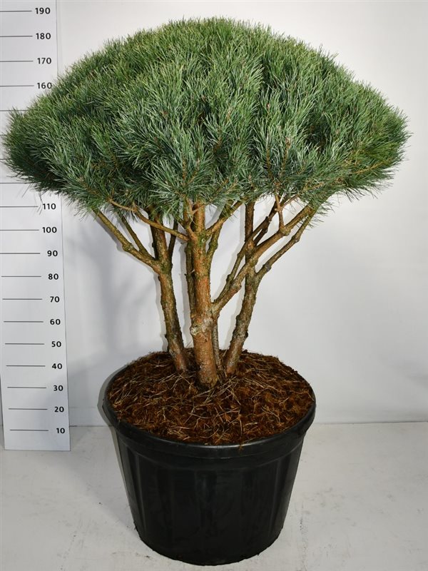 Bloemenkampen BV, Hkw. de Pinus sylvestris Watereri Pack of 1