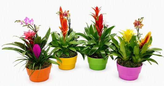 Bromelia mix (+ drp.Cancun) 40cm 16cm Pot