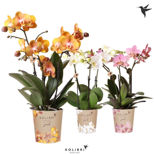 Phalaenopsis Jewel mix 40cm 12cm Pot