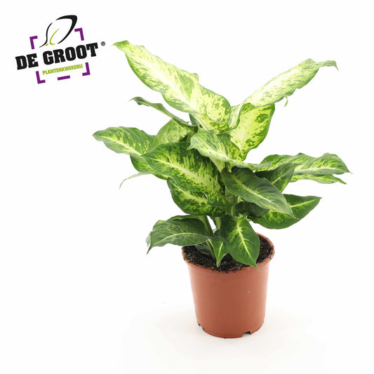 Dieffenbachia Mars 45cm 17cm Pot
