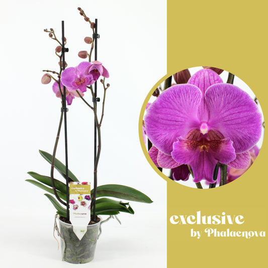 Phalaenopsis purple 60cm 12cm Pot