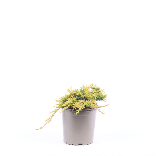 Juniperus Golden Carpet 25cm 13cm Pot