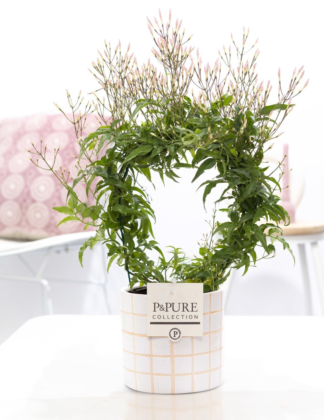Jasminum pol. white 40cm 12cm Pot