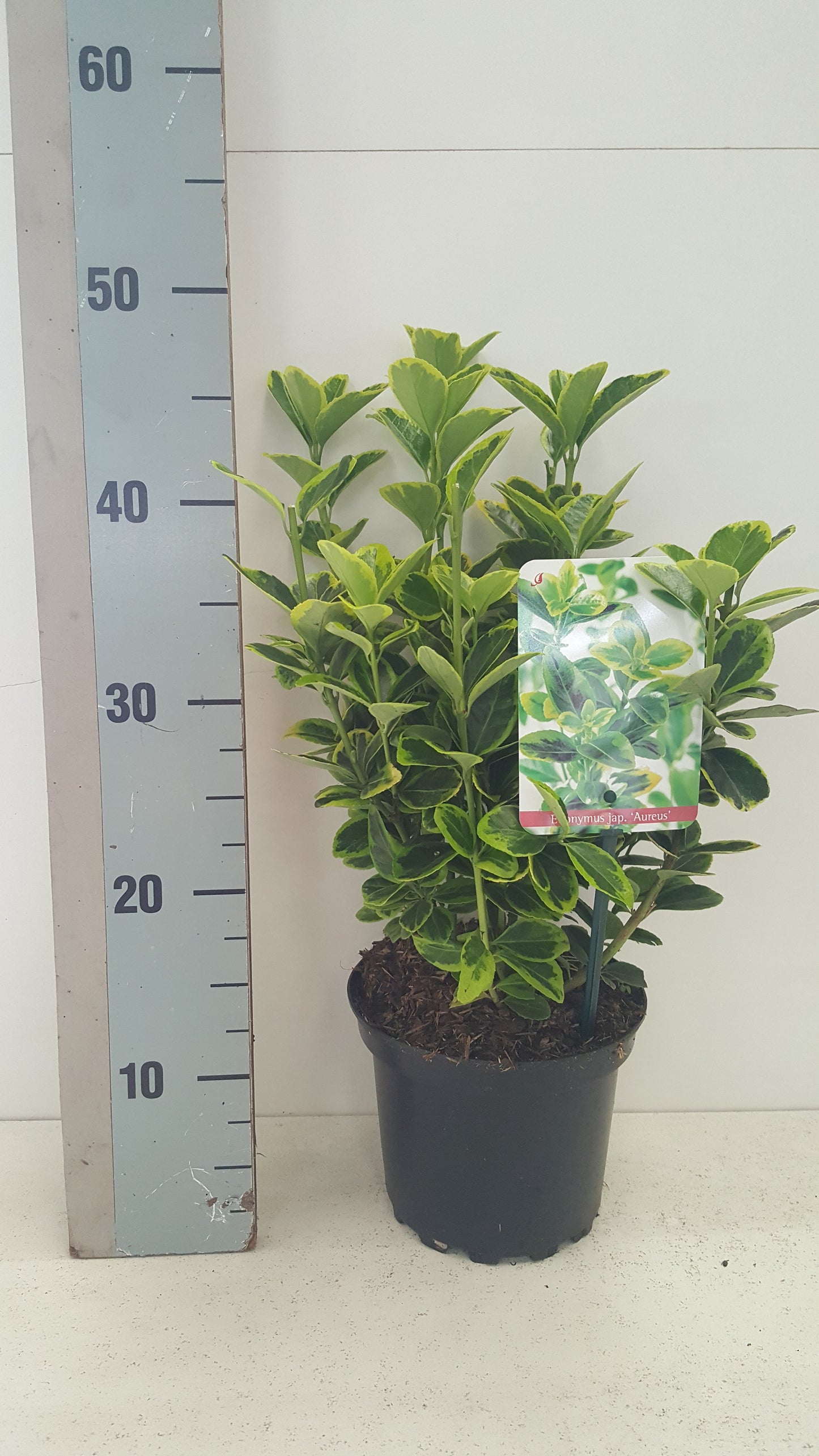 euonymus-aureus-35cm-17cm-pot