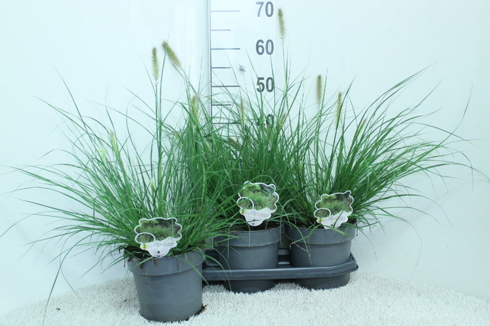 Pennisetum Hameln 60cm 19cm Pot