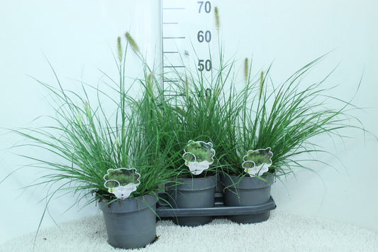 Pennisetum Hameln 60cm 19cm Pot