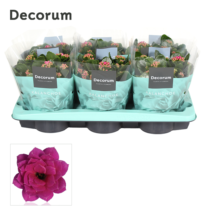 Kalanchoe purple decorum 26cm 15cm Pot