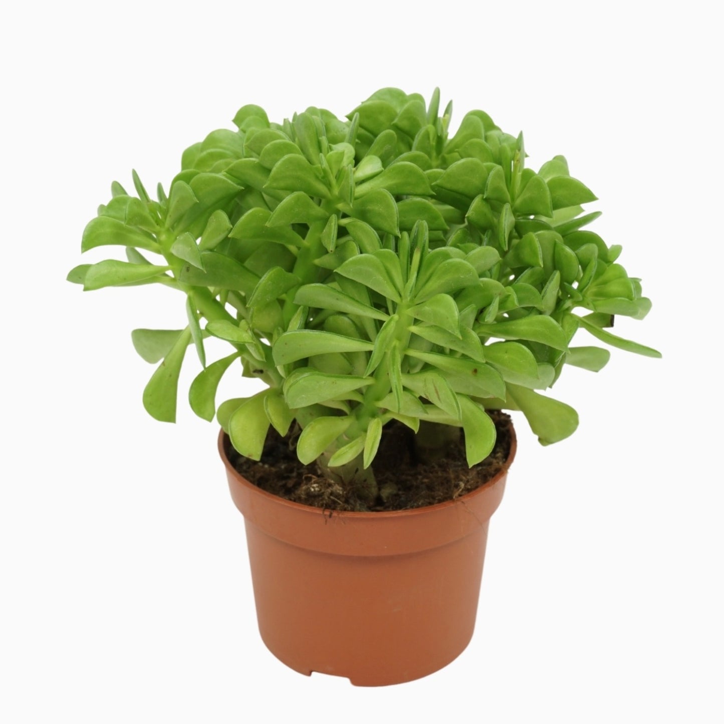Peperomia caperata 16cm 10.5cm Pot