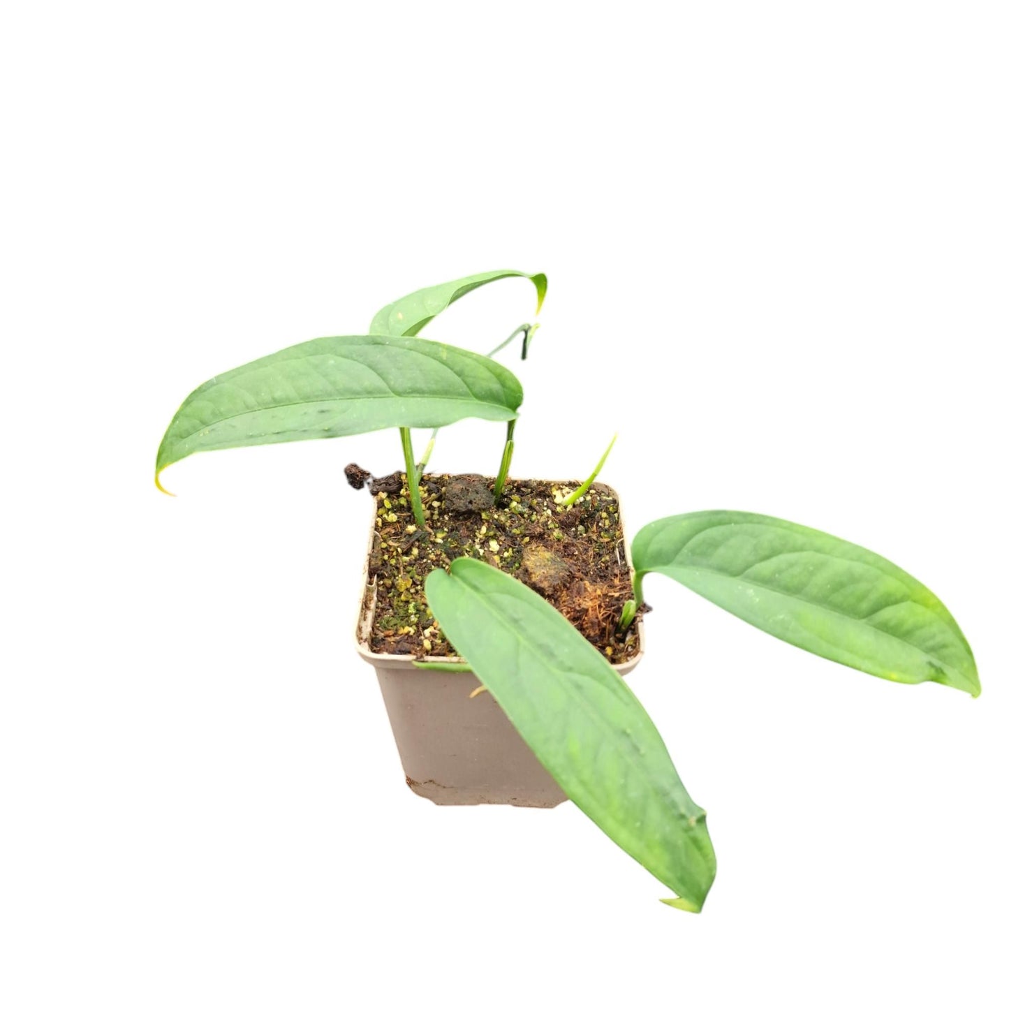 Monstera Variegated 20cm 12cm Pot