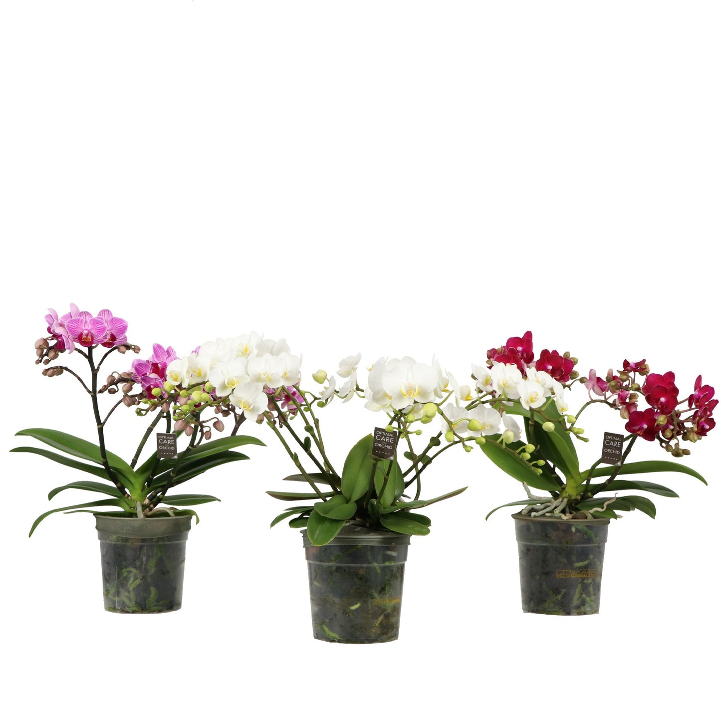 Phalaenopsis mix 40cm 12cm Pot
