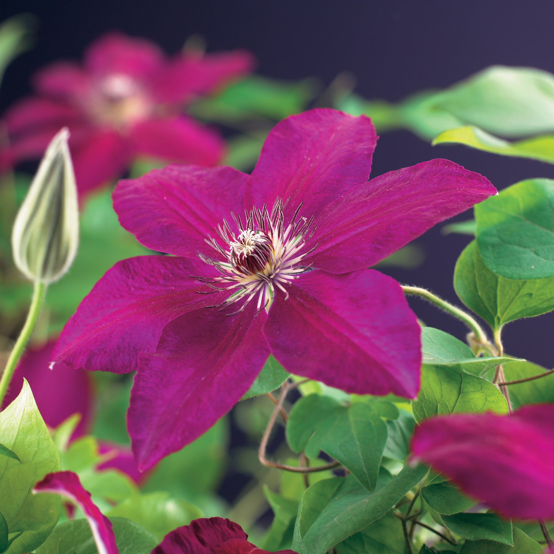 Clematis Westerplatte 40cm 11cm Pot