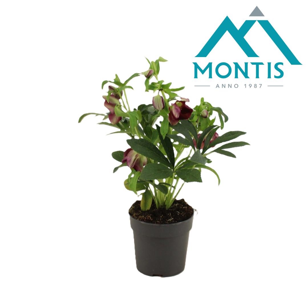 Montis-Zuidplas BV Helleborus ori. Early Red Pack of 8