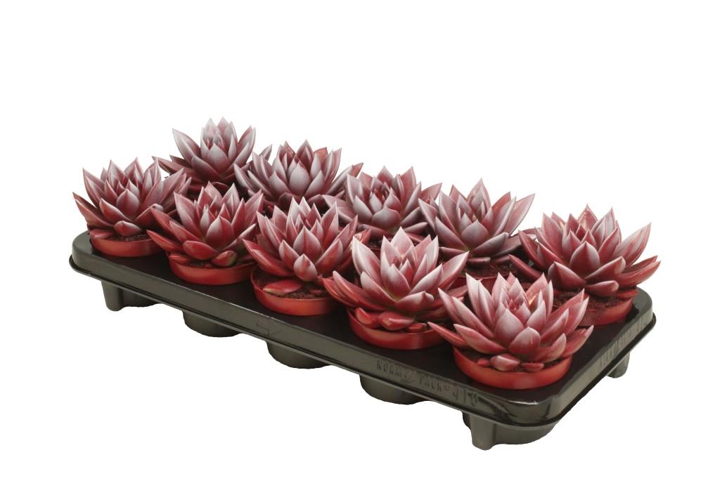 Echeveria Miranda 13cm 10.5cm Pot