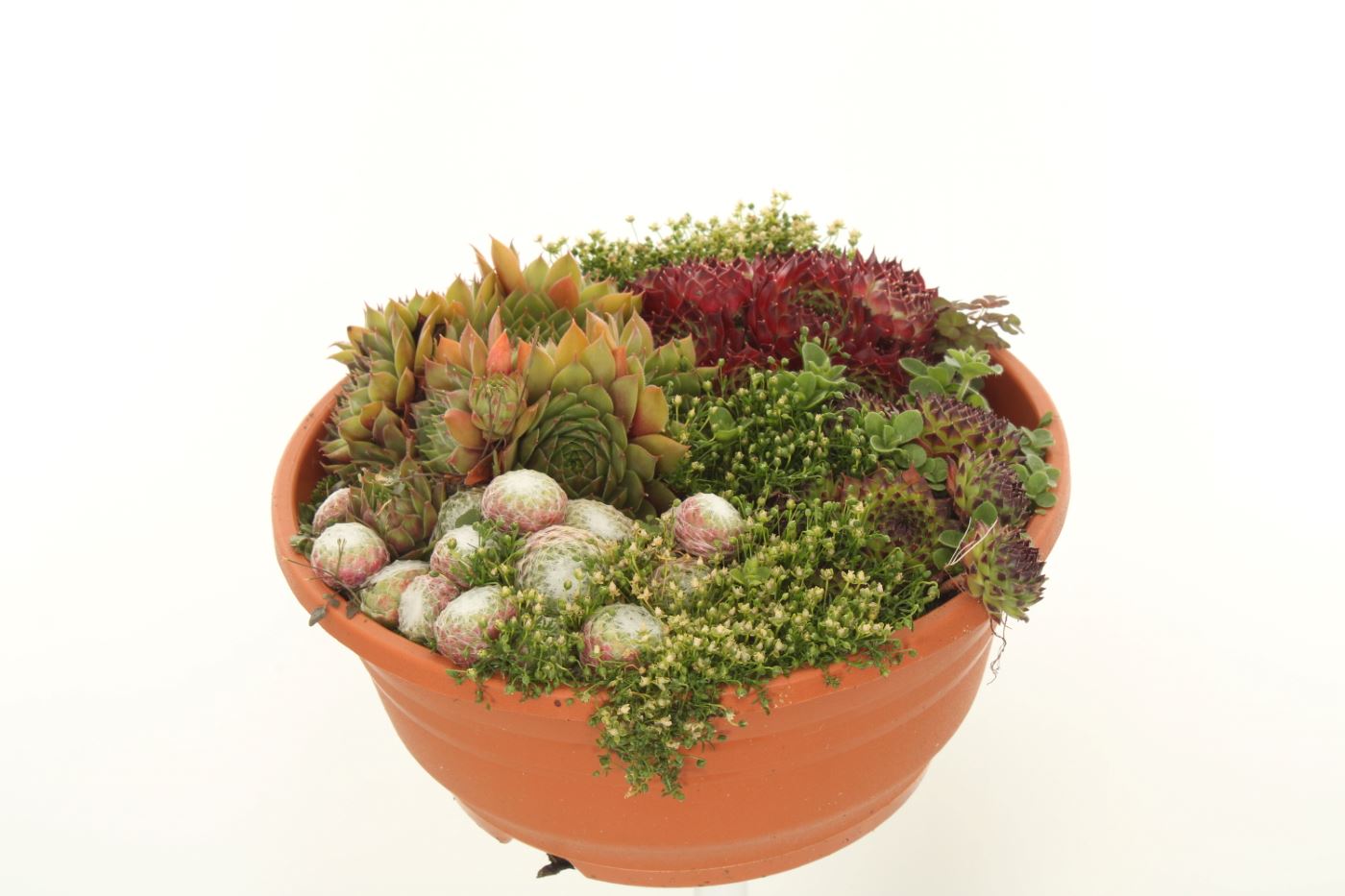 Sempervivum mix 20cm 21cm Pot