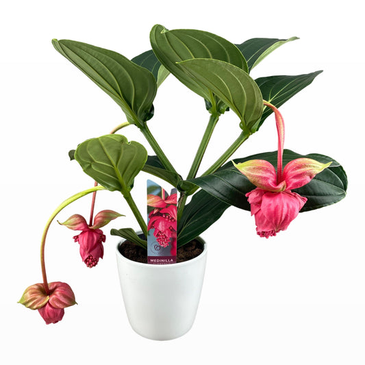 Medinilla Flamenco 65cm 19cm Pot