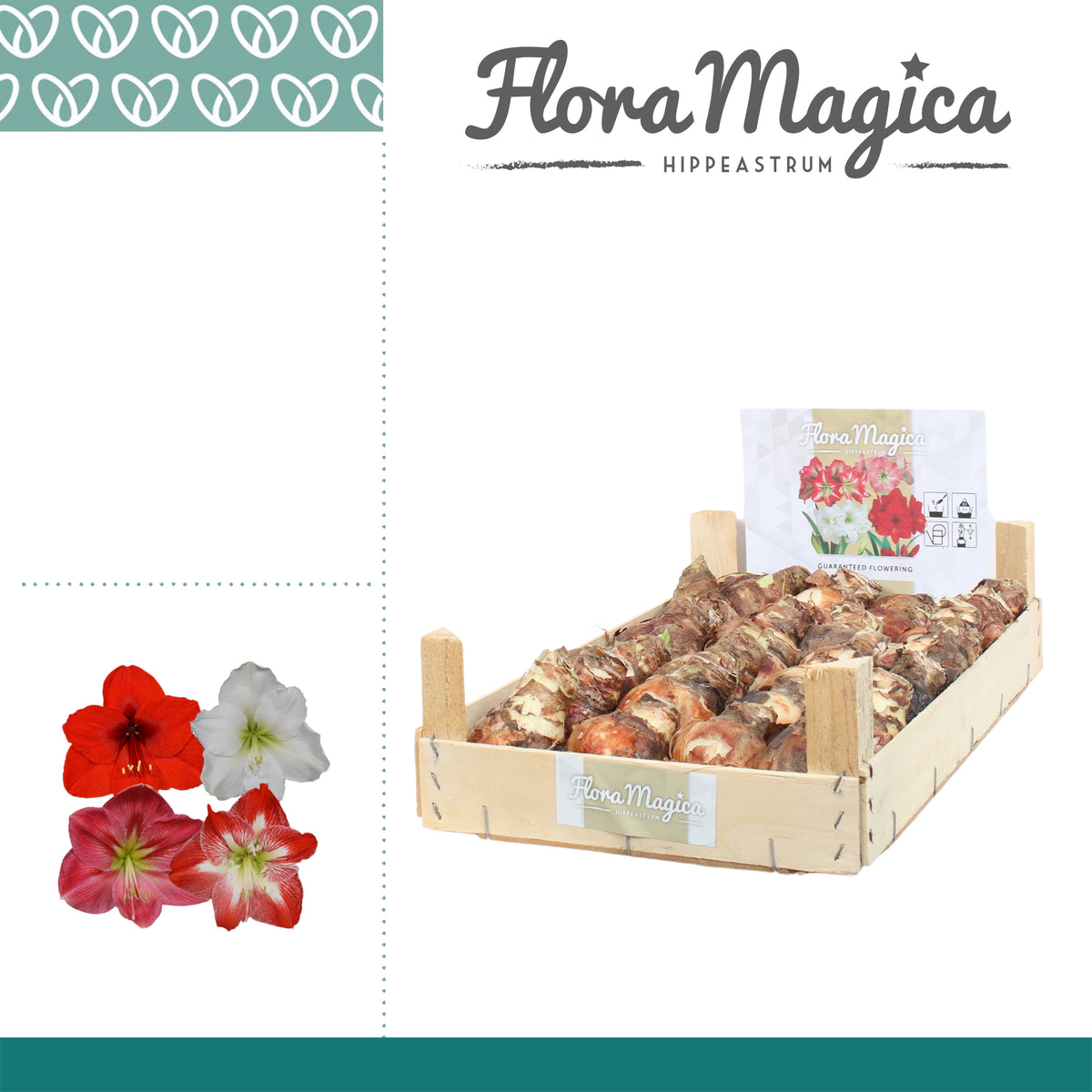 Hippeastrum (dry bulb) mix crate