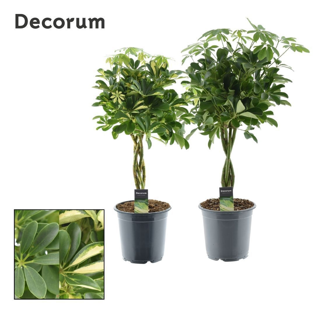 Schefflera braided mix 70cm 21cm Pot