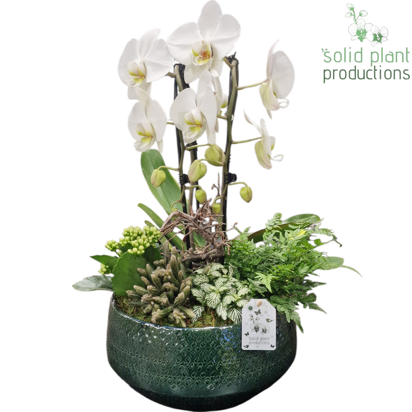 Solid Plant Productions PH130 Aurora Green Pack of 2