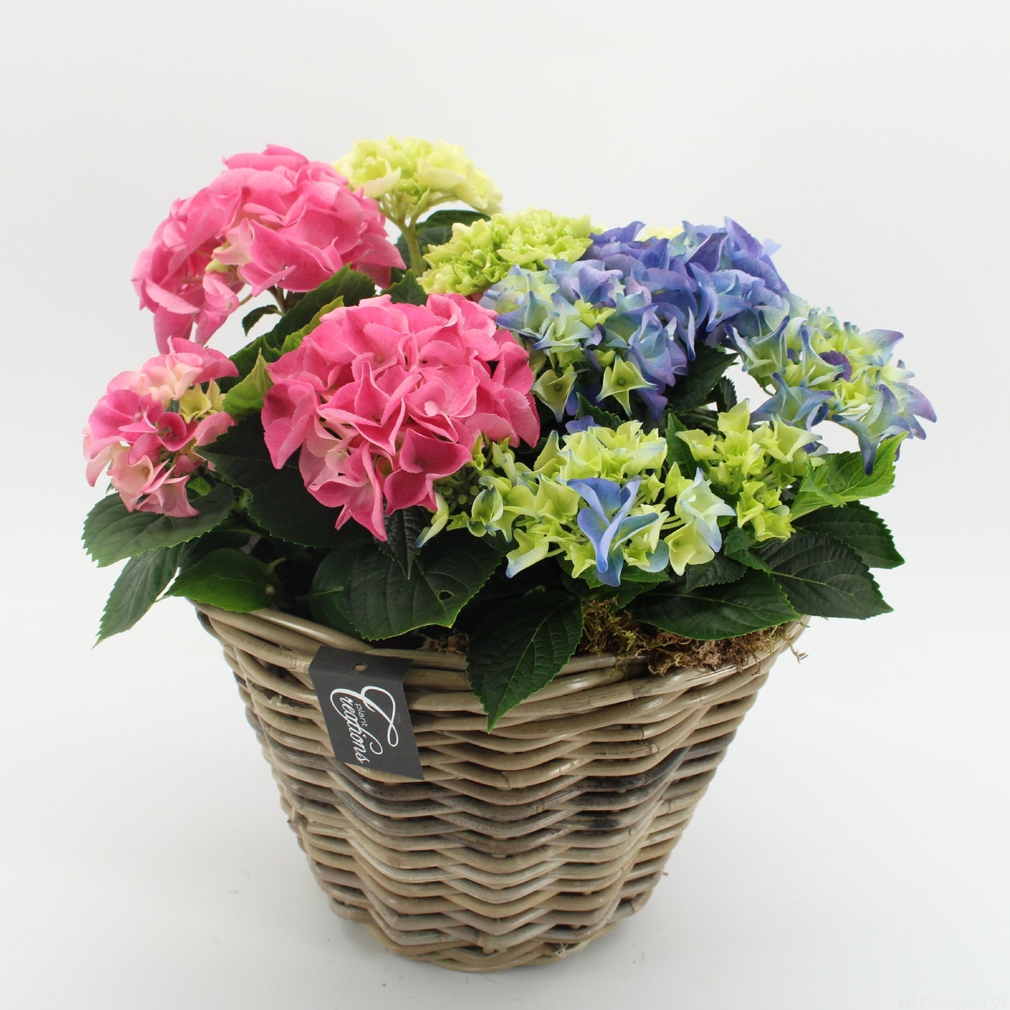 Hydrangea arrangement 40cm 29cm Pot