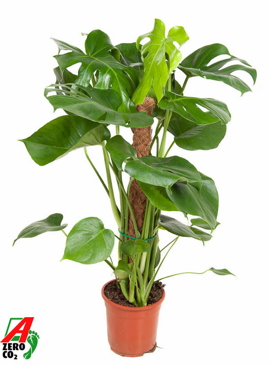 Monstera deliciosa 80cm 19cm Pot