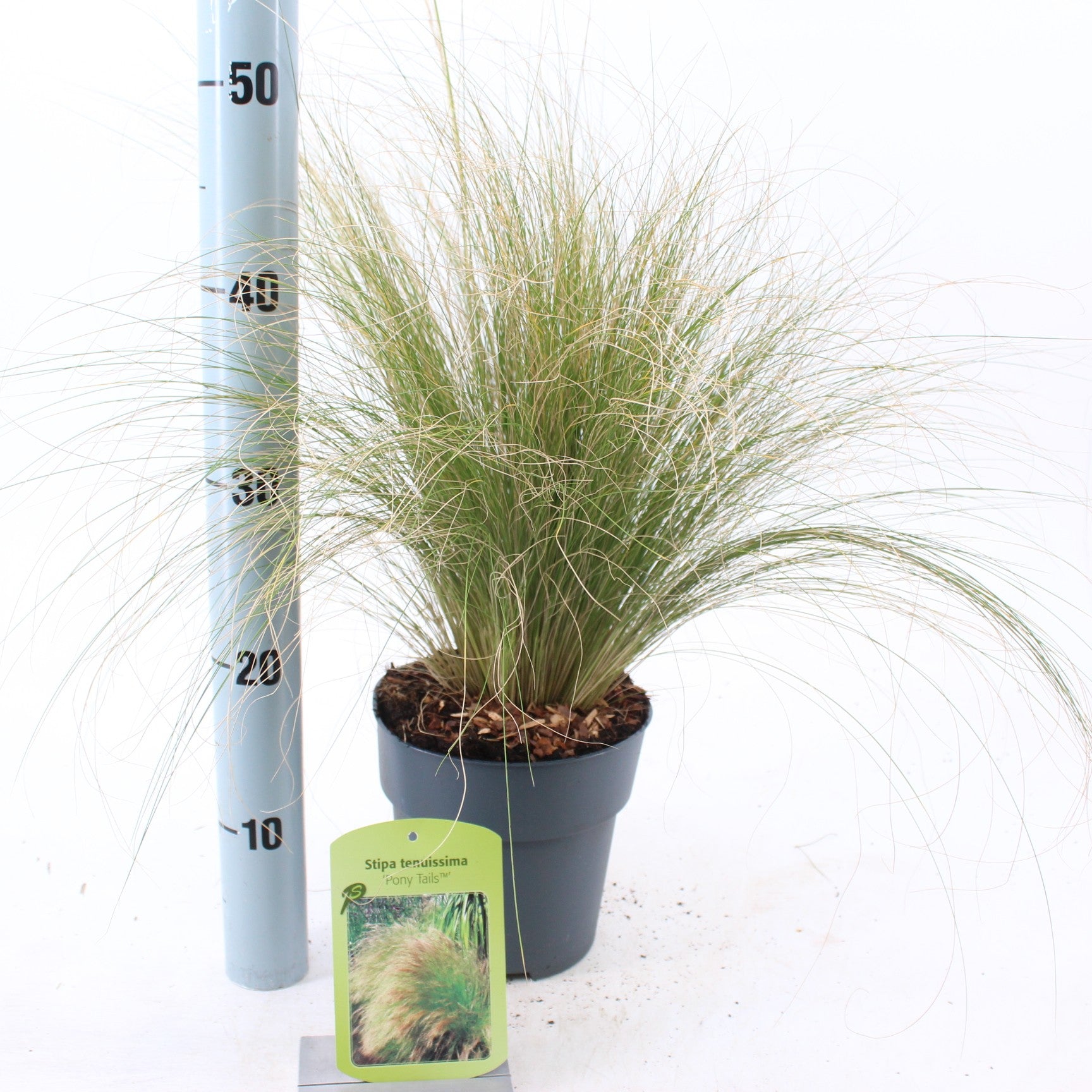 Stipa Ponytails 30cm 17cm Pot