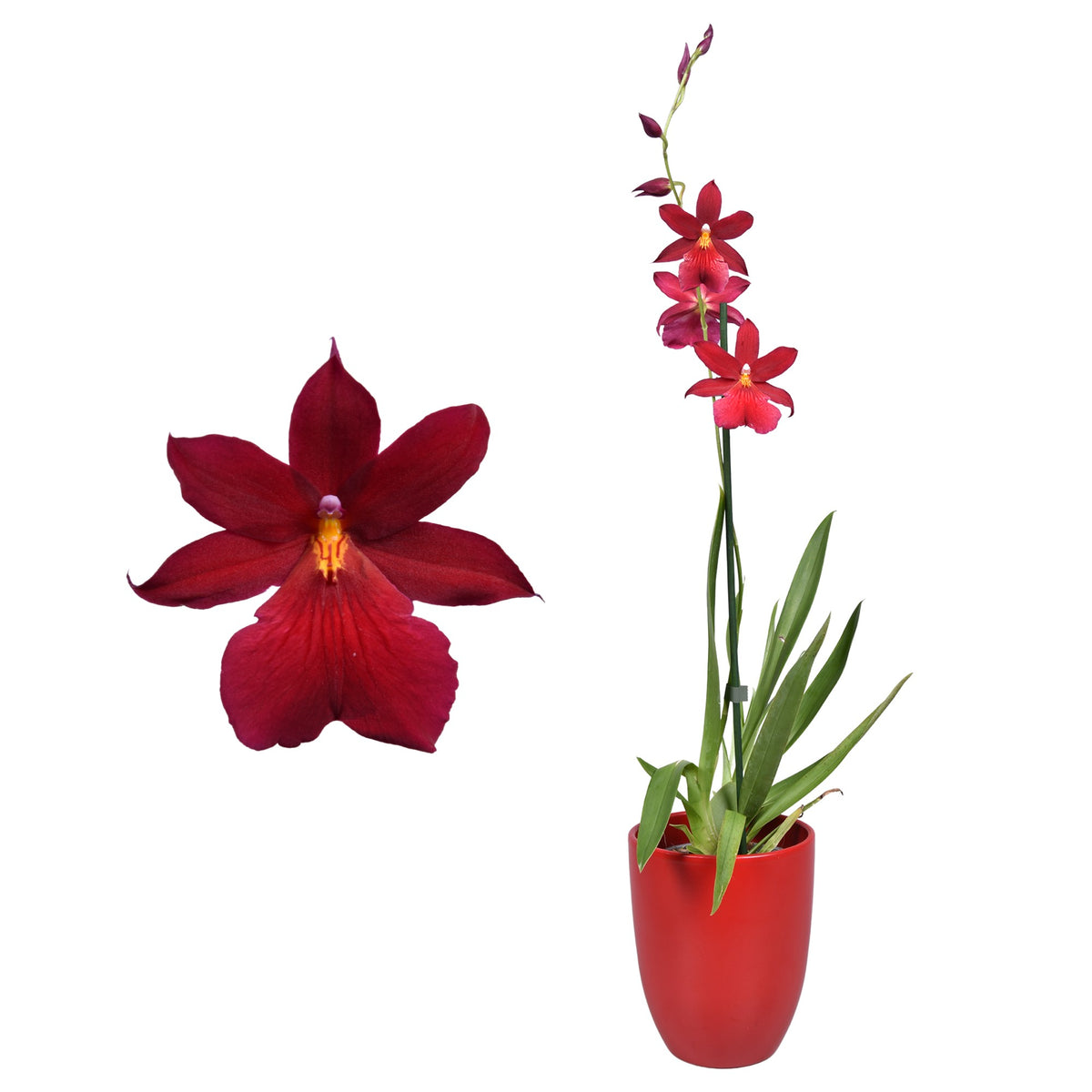 Cambria Nelly Isler (+ drp.ceramic) 55cm 14cm Pot