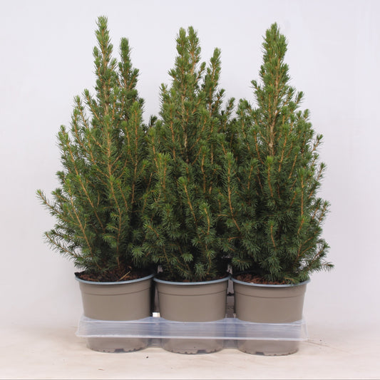 Picea glauca Perfecta 55cm 15cm Pot