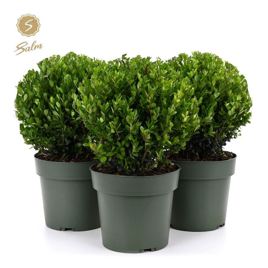 Ilex crenata Jenny 40cm 21cm Pot
